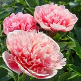 Božur ugravirani losos (urezani losos): fotografija i opis, recenzije