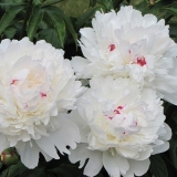 Peony festiva maxima: fotografija i opis, recenzije