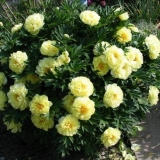 Vrtno blago božura (žuto blago): fotografija i opis sorte, recenzije