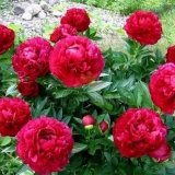 Božur henry bockstoce (henry bockstos)