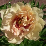 Božur ito-hibrid kanarski dijamant (kanarski dijamanti): recenzije ...