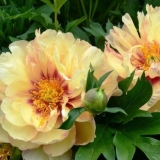 Peony collis memorija (kellis memorija, callie's memorija): fotografija i opis, recenzije