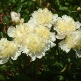 Desert peony laura: fotografija i opis, recenzije