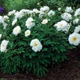 Božur miss amerike: fotografija i opis, recenzije