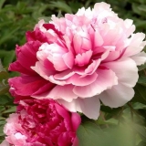 Peony mr.ed.: fotografija i opis, recenzije