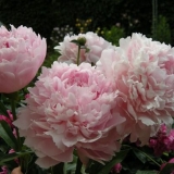 Božur nick shaylor: fotografija i opis, recenzije