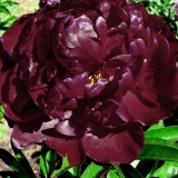 Marka božura petra: opis, fotografija, sadnja i njega