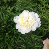 Božur primavera: fotografija i opis, recenzije