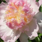 Peony malina sundae (raspberry sundae): fotografija i opis, recenzije