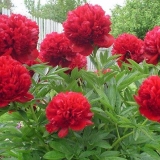 Božur crveni magija (crvena magija): fotografija i opis, recenzije