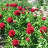 Božur crveni pauk: fotografija i opis, recenzije