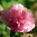 Slava lososa božura: fotografija i opis, recenzije