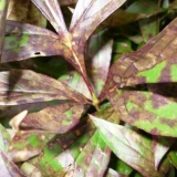 Božur sarah bernhardt: fotografija i opis, recenzije