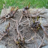 Hram peony shirley: fotografija i opis, recenzije