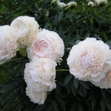 Božur solange: fotografija i opis, recenzije