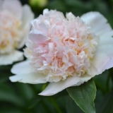 Gornji božur: fotografija i opis, recenzije