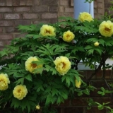 Božur žuti: fotografija i opis sorti