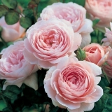 Ruže božura: naziv sorte sa fotografijom