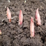 Božuri: njega nakon zime, proljeća, ljeta, savjeti iskusnih vrtlara