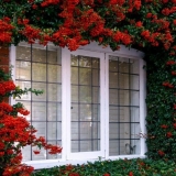 Pyracantha: fotografija i opis grma, sadnja i njega na otvorenom po...