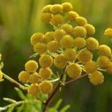 Trava tansy: opis, korisna svojstva, gdje se primjenjuje