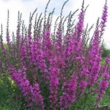 Plakunska trava: kakva biljka, opis, korisna svojstva