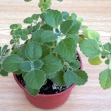 Plectranthus (sobna kovnica, kućni): vrste i sorte sa fotografijama i opisima, korisnim svojstvima, primjenom