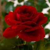 Ruža penjačica amadeus (amadeus): fotografija i opis, recenzije