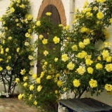 Zlatni tuš ruže penjačice (zlatni tuš): fotografija i opis, recenzije