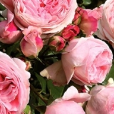 Lawinia ruža penjačica (lavinia): opis, karakteristike, recenzije