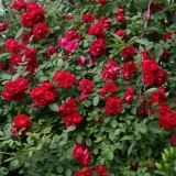 Ruže penjačice koje cvjetaju cijelo ljeto - sorte otporne na zimu