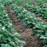 Prednosti i mane sadnje krompira u grebenima