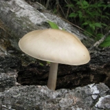 Plutey noble: fotografija i opis