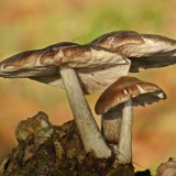 Jelenski bič (jelena gljiva): fotografija i opis, recepti