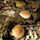 Plutey veiny: fotografija i opis