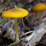 Bič sa zlatnim žilama: fotografija i opis