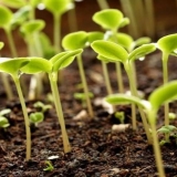 Krastavci slabo rastu u stakleniku