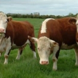 Zašto su britanske rase krava popularne kod uzgajivača?