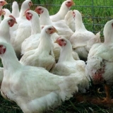 Zašto brojleri padaju na noge i šta učiniti u vezi s tim?