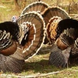 Zašto su bronzane ćurke tako popularne u rusiji