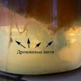 Zašto se kombucha pjeni: bolesti i njihovo liječenje sa fotografijom, šta učiniti i kako reanimirati