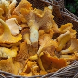 Zašto crvi ne jedu lisičarke