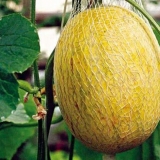 Zašto dinja miriše na aceton?