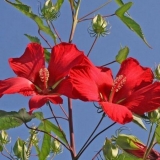 Zašto je vrtni hibiskus cvijet smrti, opis