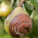 Zašto kruške trunu na drvetu i šta učiniti s tim?