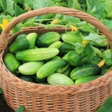 Zašto su krastavci gorki na otvorenom polju: šta učiniti, razlozi