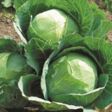 Zašto je svježi bijeli kupus gorak i šta učiniti