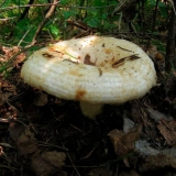 Zašto su mliječne gljive gorke: uzroci i načini da se riješite gorčine