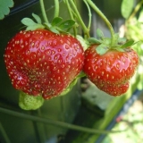 Zašto su jagode nespretne i male: uzroci, liječenje, šta učiniti