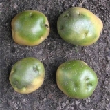 Zašto krompir pozeleni